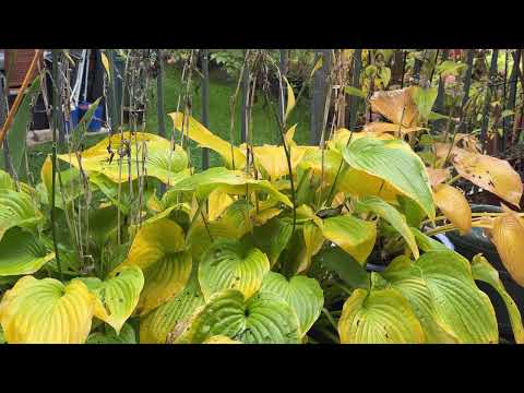 Highlight 2:09:17 – 2:14:17 von Shape & Color #autumn #october #rain