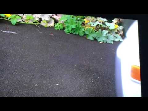 My favorite scene from Enron: The Smartest Guys in the Room