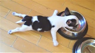 😁Приколы.Смешные животные. Приколы 2018. Лучшие приколы 2018. Свежие приколы 2018.