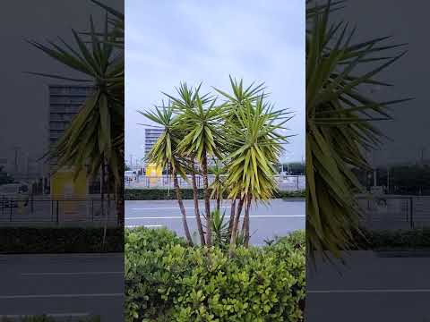 四季折々の低木、あなたにぴったりなのはどれ？成長が早く、一年中開花するもの！  庭園