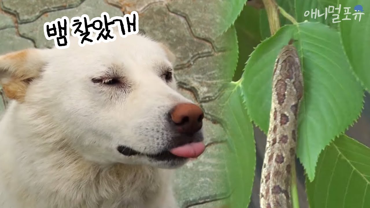 [동물다큐] 엄마아빠 위해서 뱀 찾아주는 천재견 럭키｜럭키의 뜨거운 여름 (1/4), KBS 150720