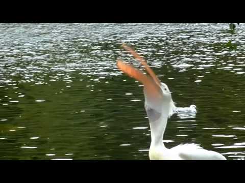 Battle of the Birds - Pelican eats Pigeon