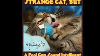 ApologetiX Strange Cat But