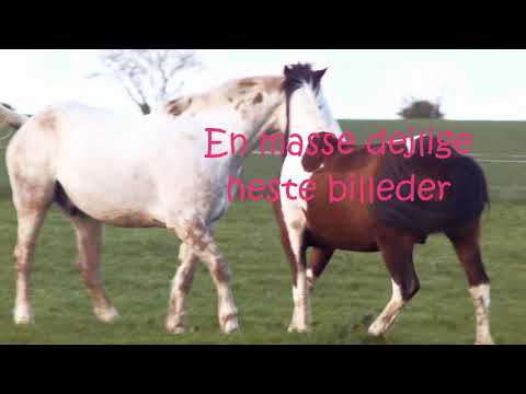 Lille Føl Ved Du Hvad video
