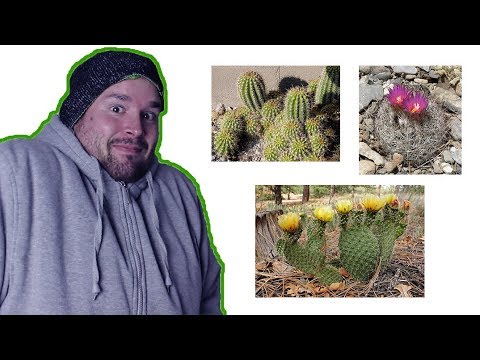 Winterharte Kakteen: welche Arten gibt es?