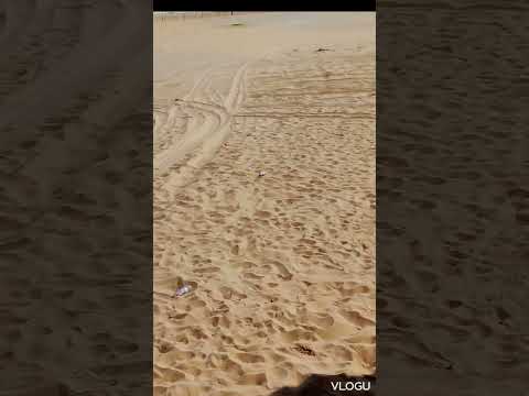 Saudi Arabia jungle freedom   hashtags  www.wwww......  dessert