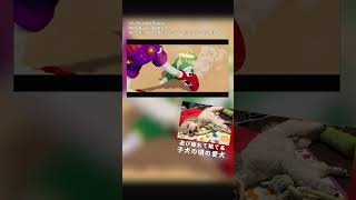 号泣しながら遊ぶマイリトルパピー