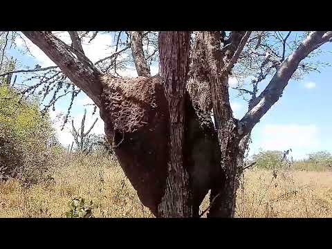 MEL DA ABELHA ARAPUÀ É IMPRÓPRIO PARA O CONSUMO? SERÁ??