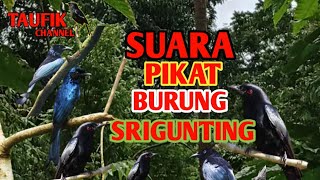Download lagu Suara pikat burung srigunting mp3 Download lagu Suara pikat burung srigunting mp3