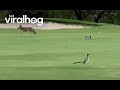Real Life Coyote And Roadrunner Meet ViralHog