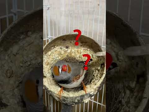 鳥を引き寄せるために巣箱に何を置くべきですか？羽のある鳥にとって最高の環境を作り出すための詳細なガイド!  庭園