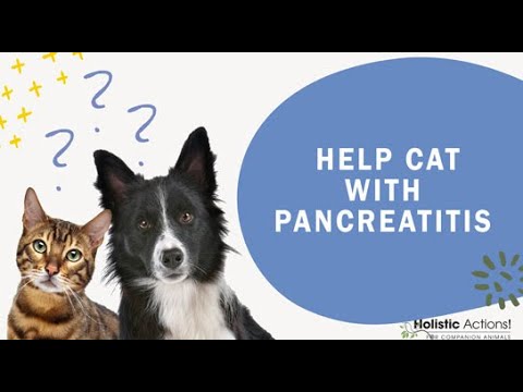 FAQ: How can I help my cat with pancreatitis?