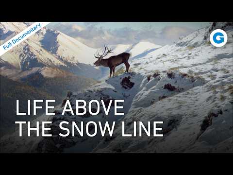 The Untamed Caucasus: Life in Europe's Highest Mountains | Wildlife Documentary