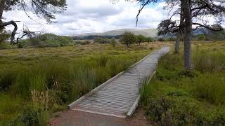 Battle of  Sherrifmuir 1715