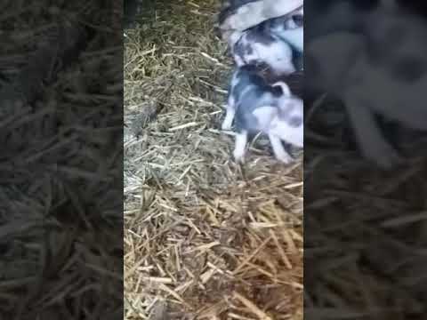 Prvo prasenje!Mali prasici tek stali na noge a već jurcaju