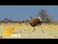 4K Ostrich the Flightless Bird - African Wildlife Documentary Film with Narration