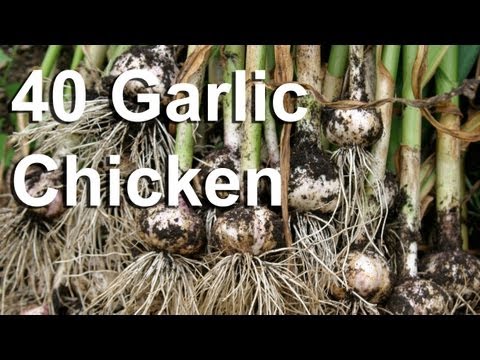 40 Garlic Chicken Recipe - GardenFork