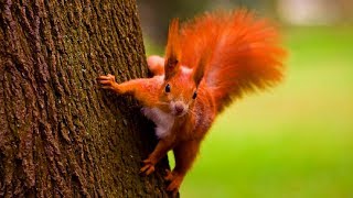 Most INVASIVE Animal Species Introduced By Humans!!!