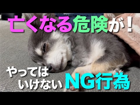犬を暑さの中で入浴させるのは有害ですか?