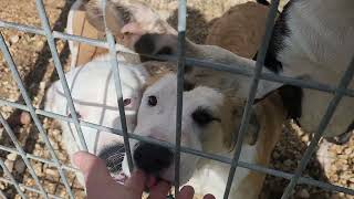 Video preview image #1 Great Pyrenees-Mastiff Mix Puppy For Sale in Bandera, TX, USA