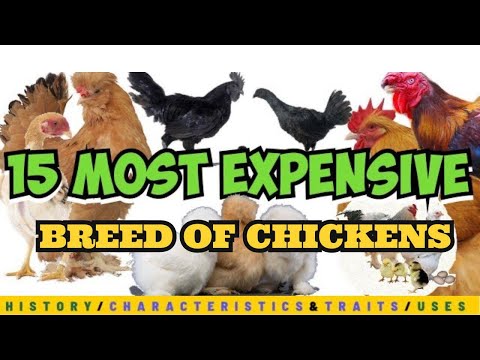 15 Most Expensive Breeds of Chicken in The Philippines