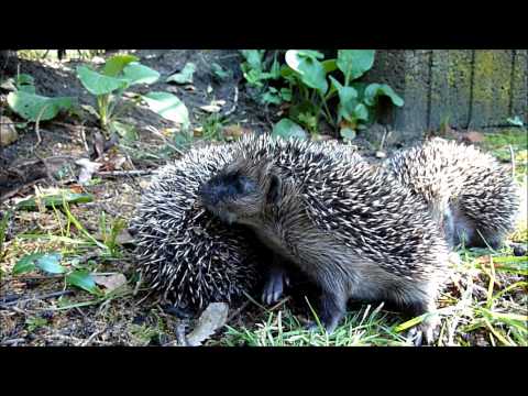 Hedgehogs 2010