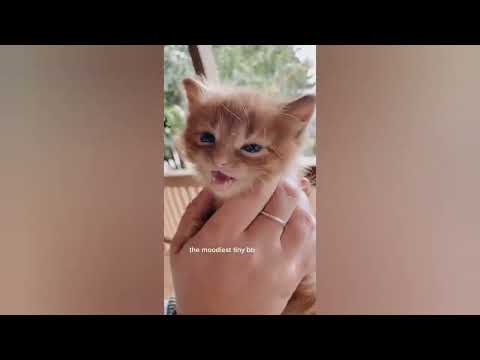 🙀 Funny Cats Videos   Funniest Cats Videos Compilation  Time for Funny Animals