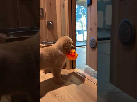 Golden Retriever Jumps in the Pool With His Toy Duck 🐶🦆💦