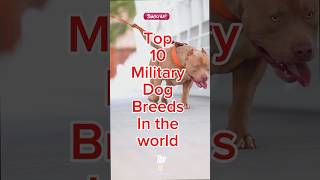Top 10 Military Dog Breeds in the World #shorts