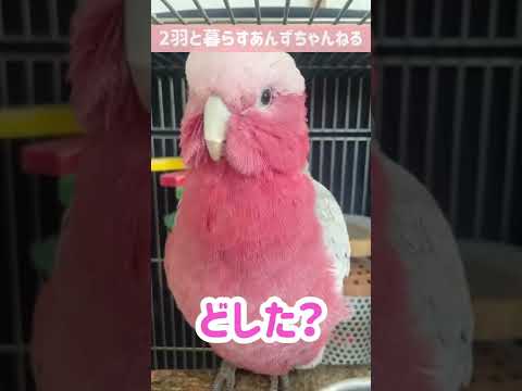派手なオウム - 定義