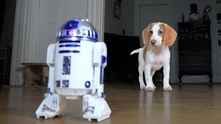 Cute Puppy vs. R2D2: Cute Puppy Potpie, Funny Dogs Maymo & Penny by Maymo