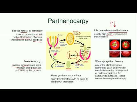 Parthenocarpy | Plant Reproduction | Biology