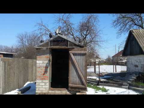 Вот такое 19 апреля Голуби в шоке!