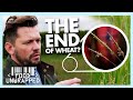 Could This 'Black Grass' be the End of Wheat? | Food Unwrapped