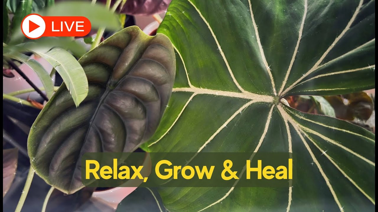 🔴 LIVE 🌱 432 Hz Powerful Healing Music for Plants & People | Relax, Grow & Heal 🎶✨