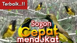 Download lagu SUARA PIKAT SOGON RIBUT ANDALAN TERBAIK mp3 Download lagu SUARA PIKAT SOGON RIBUT ANDALAN TERBAIK mp3