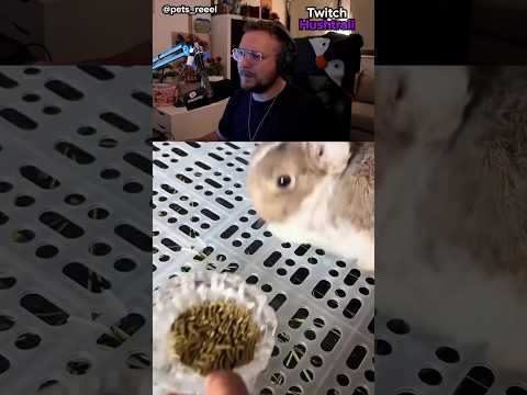 Süße kleine Hasen
#hase #rabbit #reaktion #streamer #tiere
