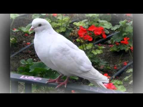 Grupo transfiguración julio Elias,que felicidad coros #Vol41