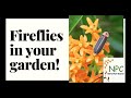 All about fireflies! Create habitat that attracts lightning bugs to your yard.