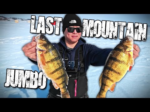 SURPRISE Jumbo Perch Ice Fishing 2022 | Last Mountain Lake, Saskatchewan