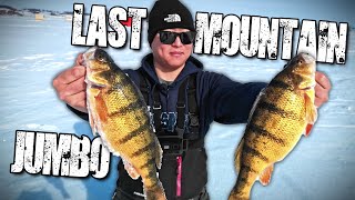 SURPRISE Jumbo Perch Ice Fishing 2022 | Last Mountain Lake, Saskatchewan