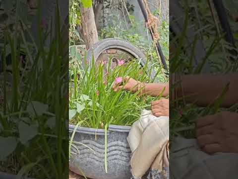 butterfly, 🦋#nicemusic # #movie song #newsong 🎥