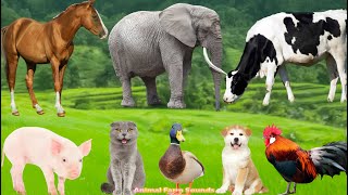 Farm Animal Life: Pig, Cow, Sheep, Buffalo, Cat, Chicken, Zebra & Dog – Cute Animal Video