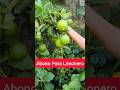 El Abono Perfecto Para El Limonero #limonero #limon #abonos #abonoorganico