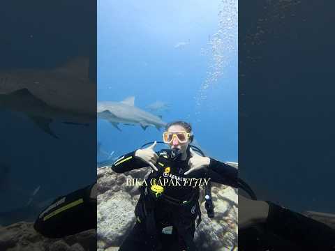 Hogyan búvárkodtam cápákkal? 🦈 #fiji #sharkdive #buvarkodas