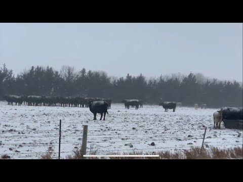 01-23-2021 Rural Eastern South Dakota - Snowfall