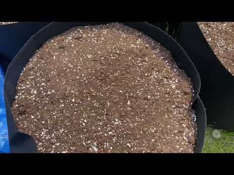 OUTDOOR CANNABIS 2021 / Seeds & Start-Up / Techniques & Materials / NORTHERN ONTARIO