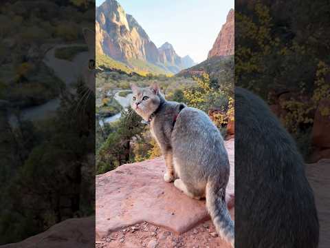Taking my cats hiking in one of America’s most beautiful places