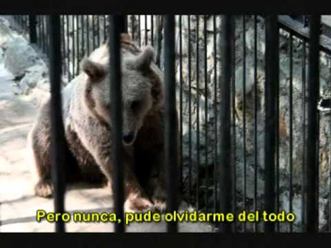 El Oso - (Clásico de Moris, por Antonio Birabent)