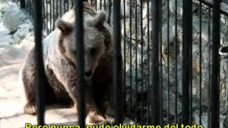 El Oso - (Clásico de Moris, por Antonio Birabent)